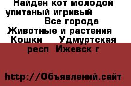 Найден кот,молодой упитаный игривый 12.03.2017 - Все города Животные и растения » Кошки   . Удмуртская респ.,Ижевск г.